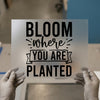 Bloom Where You Are Planted | DTF Transfer Ready to Press | Inspirational Heat Transfer