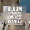 Bloom Where You Are Planted | DTF Transfer Ready to Press | Inspirational Heat Transfer